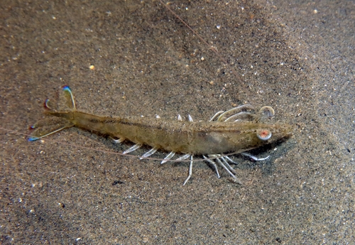 Caramote Prawn (Penaeus kerathurus) · iNaturalist