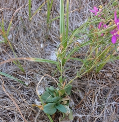 Centaurium grandiflorum