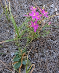 Centaurium grandiflorum