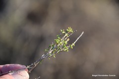 Thymus lacaitae