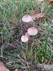 Fungi