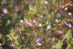 Boronia filifolia