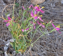 Centaurium grandiflorum