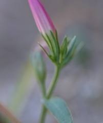 Centaurium grandiflorum