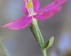 Centaurium grandiflorum