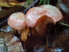 Cortinarius bolaris