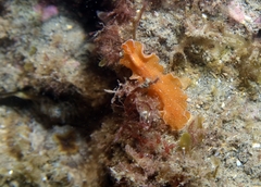 Yungia aurantiaca