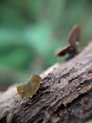 Chlorencoelia versiformis