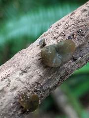 Chlorencoelia versiformis