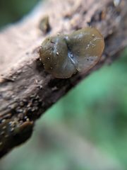 Chlorencoelia versiformis