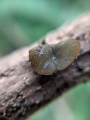 Chlorencoelia versiformis