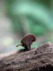 Chlorencoelia versiformis