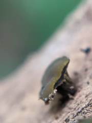 Chlorencoelia versiformis