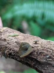 Chlorencoelia versiformis