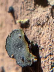 Chlorencoelia versiformis