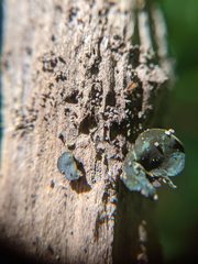 Chlorencoelia versiformis