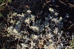Teucrium gnaphalodes