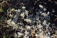 Teucrium gnaphalodes