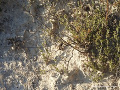 Thymus lacaitae