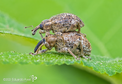 Phelypera distigma