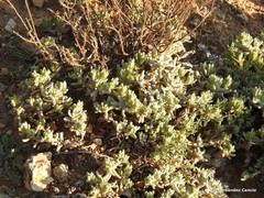 Teucrium gnaphalodes