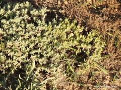 Teucrium gnaphalodes
