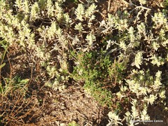 Teucrium gnaphalodes