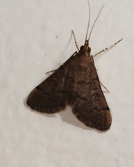 Piletocera macroperalis