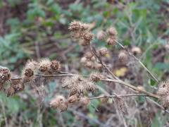 Arctium minus
