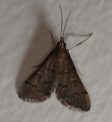 Piletocera macroperalis