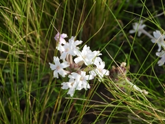 Glandularia platensis