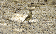 Sporophila torqueola