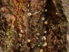 Parachnopeziza miniopsis