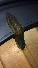 Athoracophorus papillatus