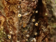 Parachnopeziza miniopsis