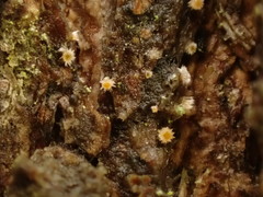 Parachnopeziza miniopsis