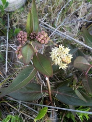 Asclepias × aequicornu