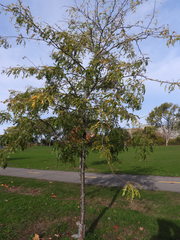 Gleditsia triacanthos