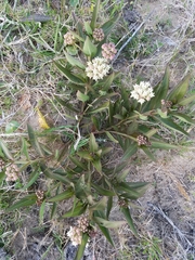 Asclepias × aequicornu