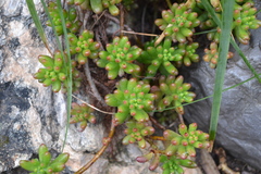 Sedum × rubrotinctum