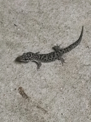 Dixonius