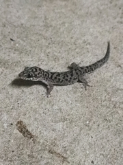 Dixonius