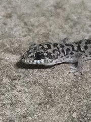 Dixonius