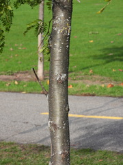 Gleditsia triacanthos