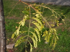 Gleditsia triacanthos