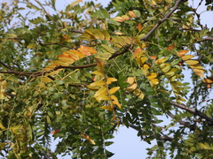 Gleditsia triacanthos