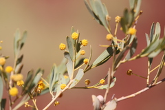 Acacia bivenosa