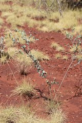 Acacia bivenosa