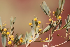 Acacia bivenosa