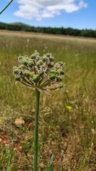 Allium nigrum
